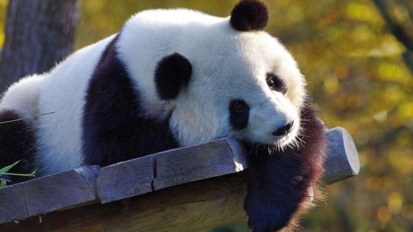 Chengdu：Panda Base Entry Ticket & English PDF Guidebook - What the $20 price really covers