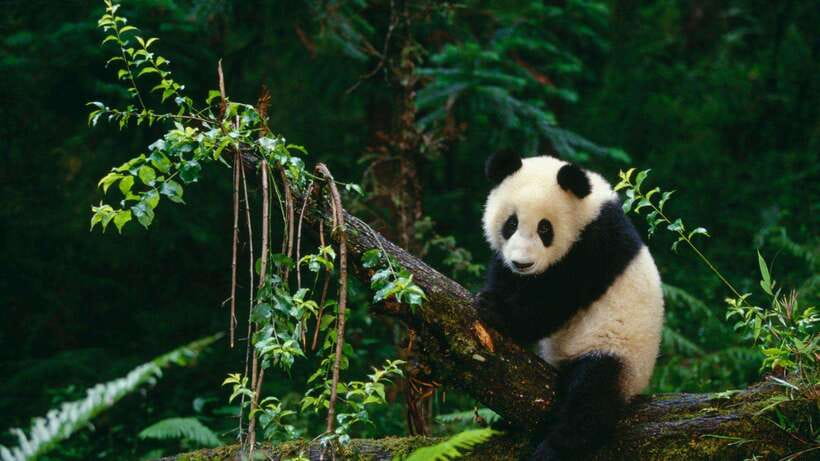 Chengdu：Panda Base Entry Ticket & English PDF Guidebook - Entering with a passport instead of a paper ticket