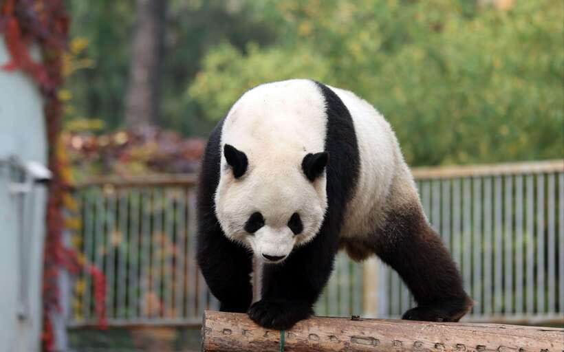 Chengdu: Panda Base Half Day Group Tour - Key points to know before booking