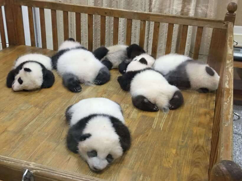 Chengdu: Panda Base Half Day Group Tour - Price, exclusions, and real value