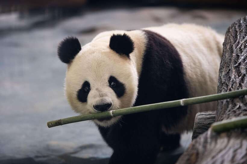 Chengdu: Panda Base Half Day Group Tour - Why this Chengdu panda tour works well