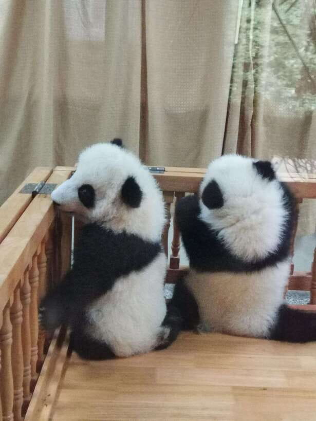 Chengdu: Panda Base Half Day Group Tour - Walking the bamboo-shaded paths