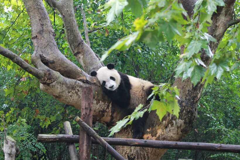 Chengdu: Panda Base Half Day Group Tour - The Panda Nursery and baby pandas