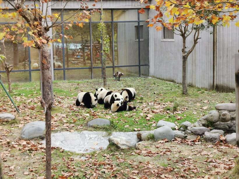 Chengdu: Panda Base Half Day Group Tour - Red pandas add a second animal encounter