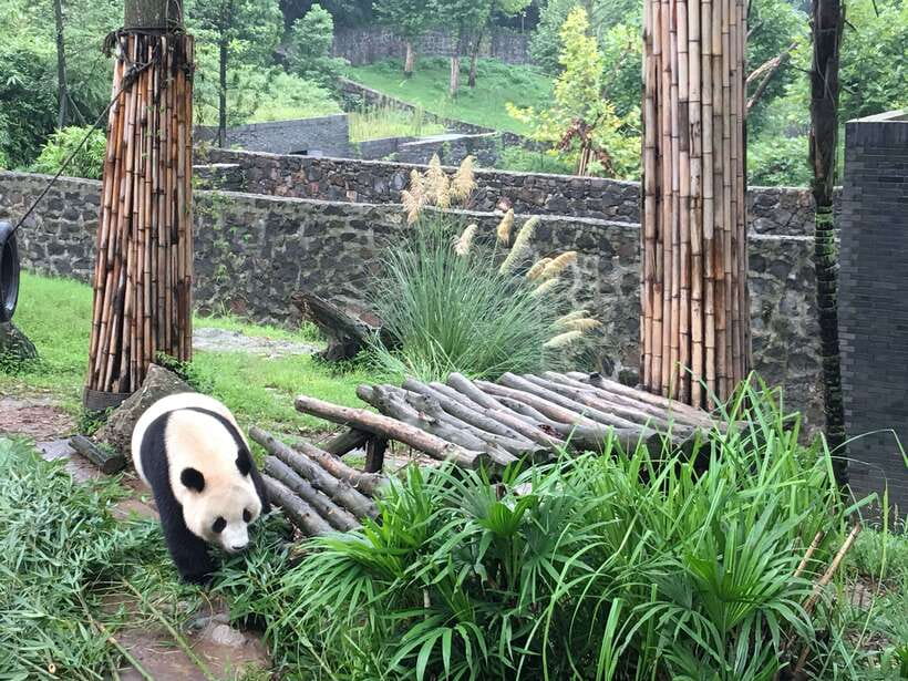 Chengdu: Panda Base Half Day Group Tour - What the English-speaking guide adds