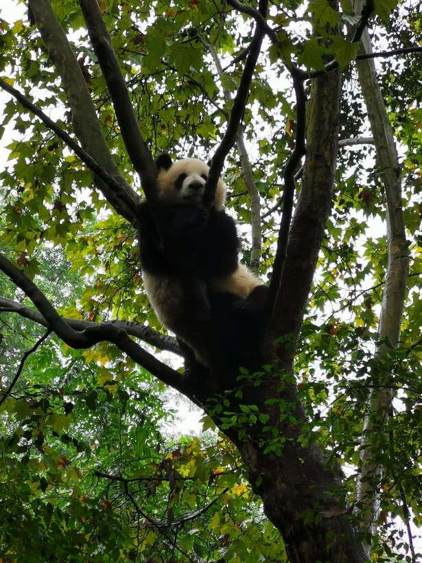 Chengdu: Panda Base Half Day Group Tour - The Leshan option changes the whole day