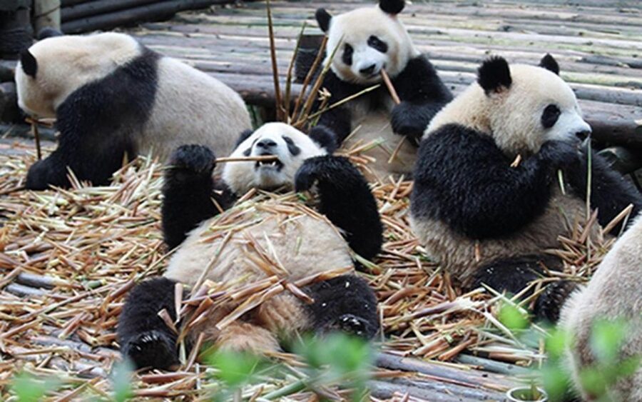 Chengdu panda base half day tour - Key details at a glance