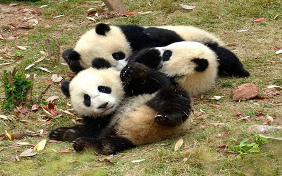 Chengdu panda base half day tour - Giant pandas, red pandas, peacocks, and black swans