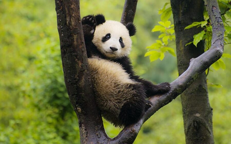 Chengdu panda base half day tour - Who should book this half-day outing