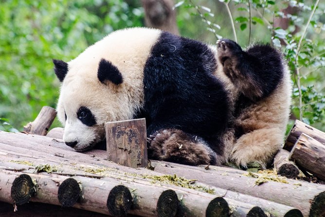 Chengdu: Panda Base Leshan Buddha Tour(or Half Day Panda Base ) - Starting early at the panda base