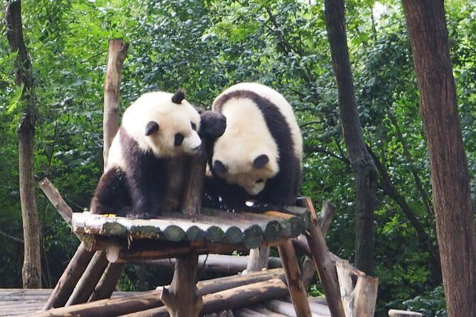 Chengdu Panda Breeding Base Ticket w/ Optional Transfer or Guide - Key Points At A Glance