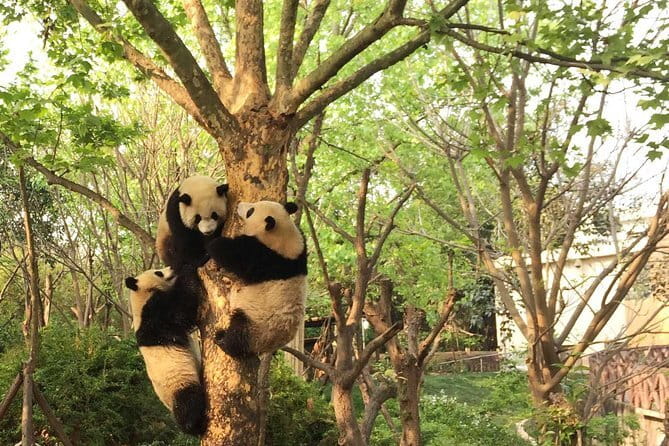 Chengdu Panda Breeding Base Ticket w/ Optional Transfer or Guide - Why The 30 RMB Golf Cart May Be Worth It