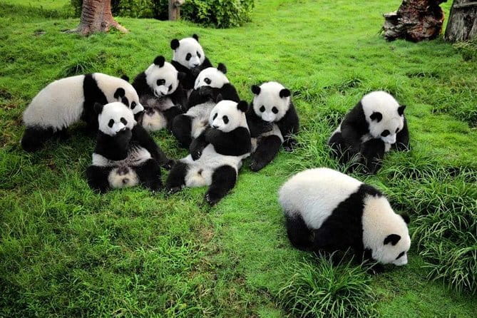 Chengdu Panda Breeding Base Ticket w/ Optional Transfer or Guide - Timing, Meals, And Practical Comfort