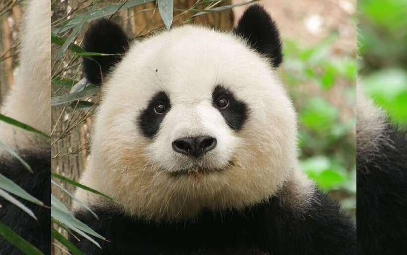 Chengdu: Panda Breeding Base Tickets Booking - Key points to know before you book