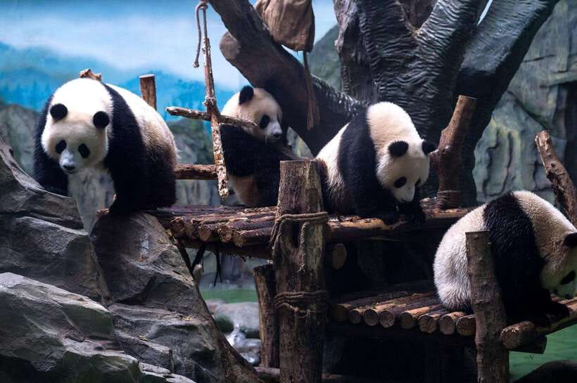 Chengdu: Panda Breeding Base Tickets Booking - Why Chengdu built this panda base
