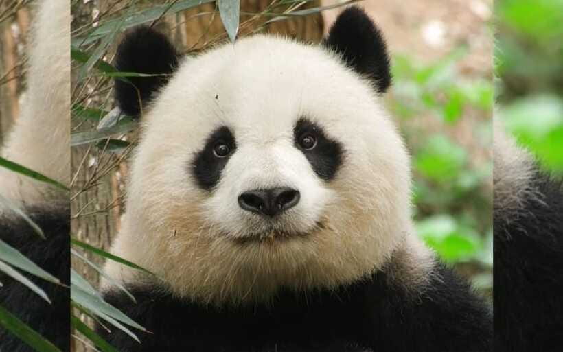 Chengdu: Panda Breeding Base Tickets Booking - Why advance entry is worth about $19