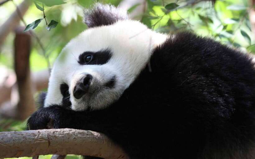 Chengdu: Panda Breeding Base Tickets Booking - Timing, crowds, and the best season for your visit