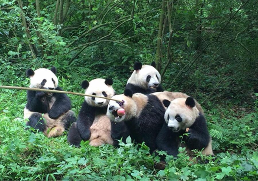 Chengdu panda & Leshan Buddha One Day Private Tour - Key points at a glance