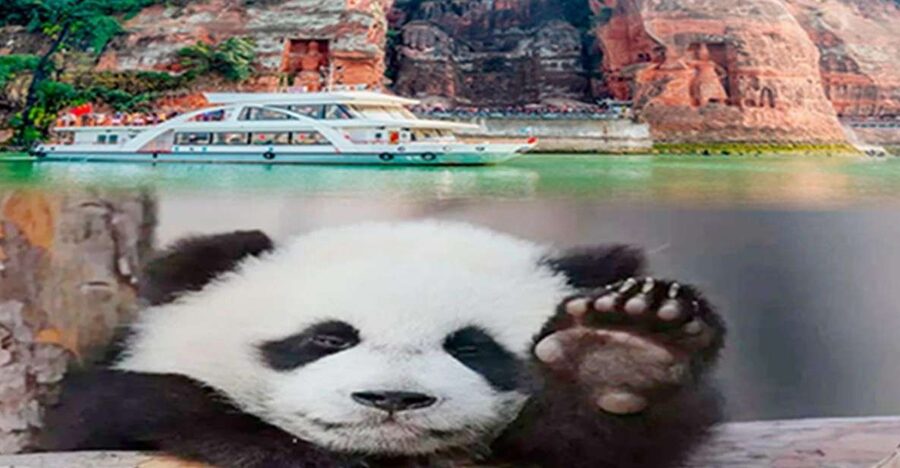 Chengdu panda & Leshan Buddha One Day Private Tour - Getting more from 2.5 hours at the Panda Base