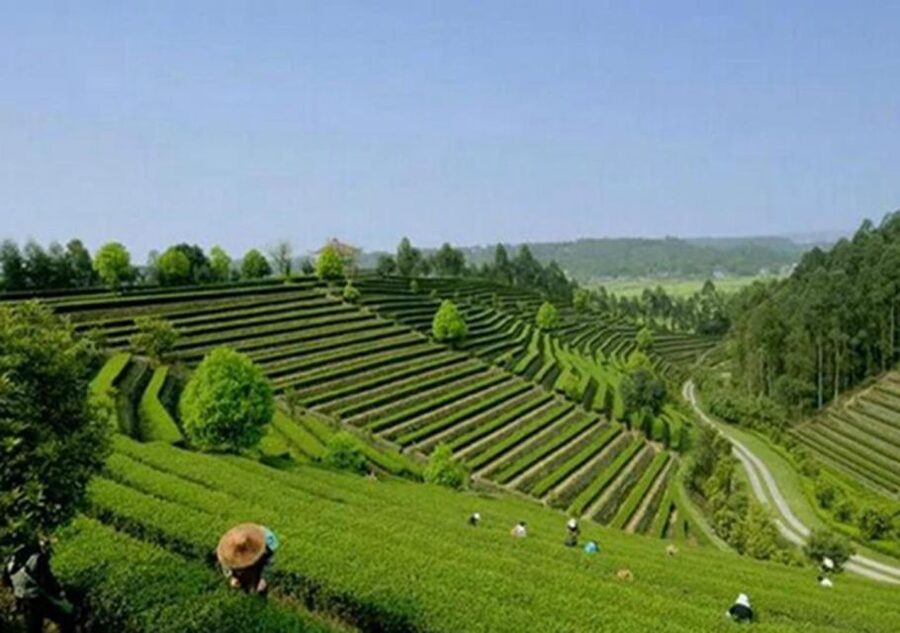 Chengdu panda & Leshan Buddha One Day Private Tour - Is $185 per person good value?