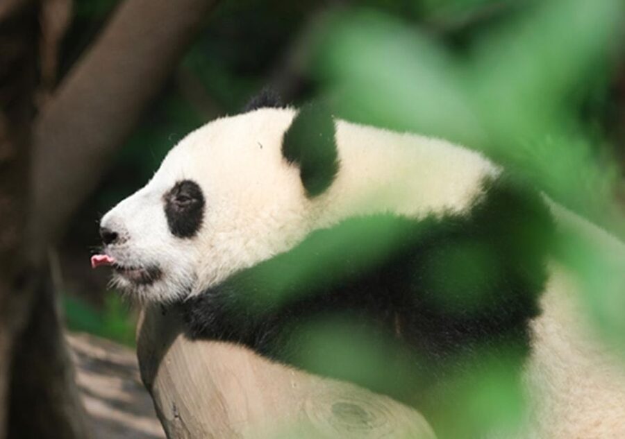 Chengdu panda & Leshan Buddha One Day Private Tour - Booking details worth knowing