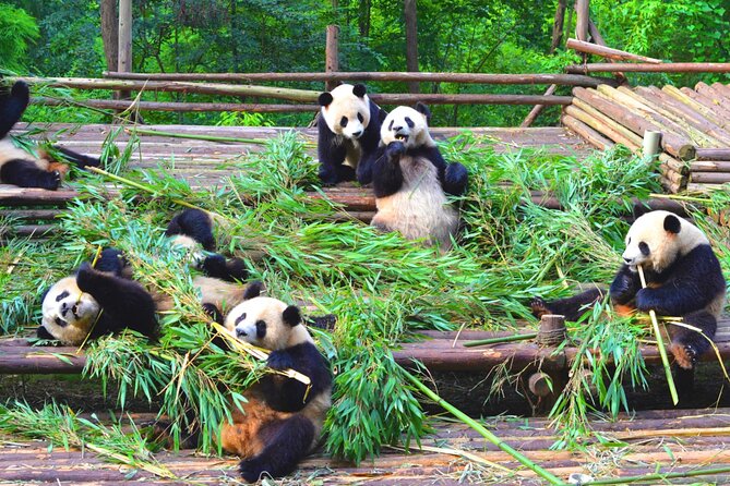 Chengdu Panda & Leshan Giant Buddha Premium Private Day Tour - Lunch in Leshan and what to confirm