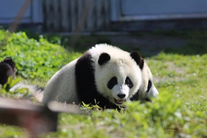 Chengdu Panda & Leshan Giant Buddha Premium Private Day Tour - Is $128 good value?