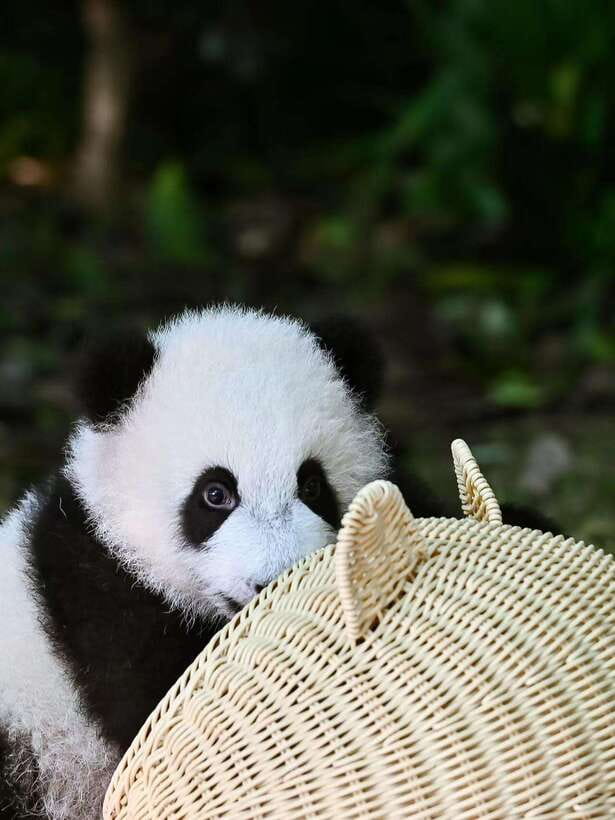 Chengdu: Panda Research Base Ticket or Private Transfer Tour - Getting to the entrance without confusion