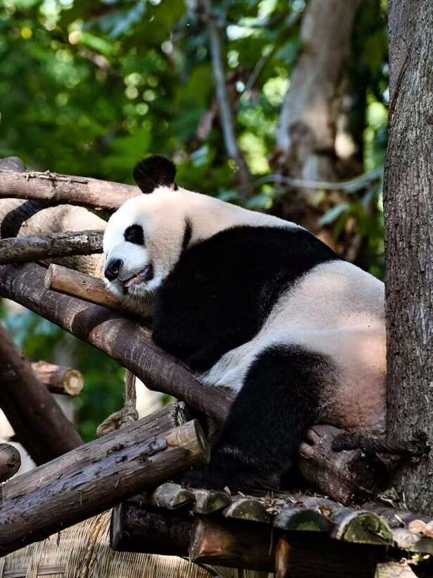 Chengdu: Panda Research Base Ticket or Private Transfer Tour - The best way to plan your time