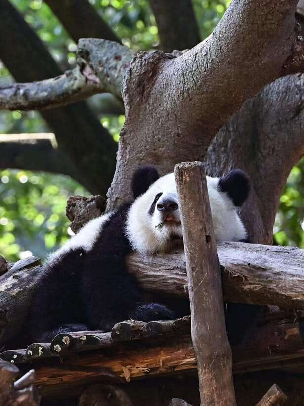 Chengdu: Panda Research Base Ticket or Private Transfer Tour - What the self-guided format feels like