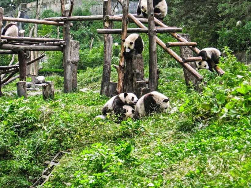 Chengdu: Panda Research Base Ticket or Private Transfer Tour - Who gets the most from this experience