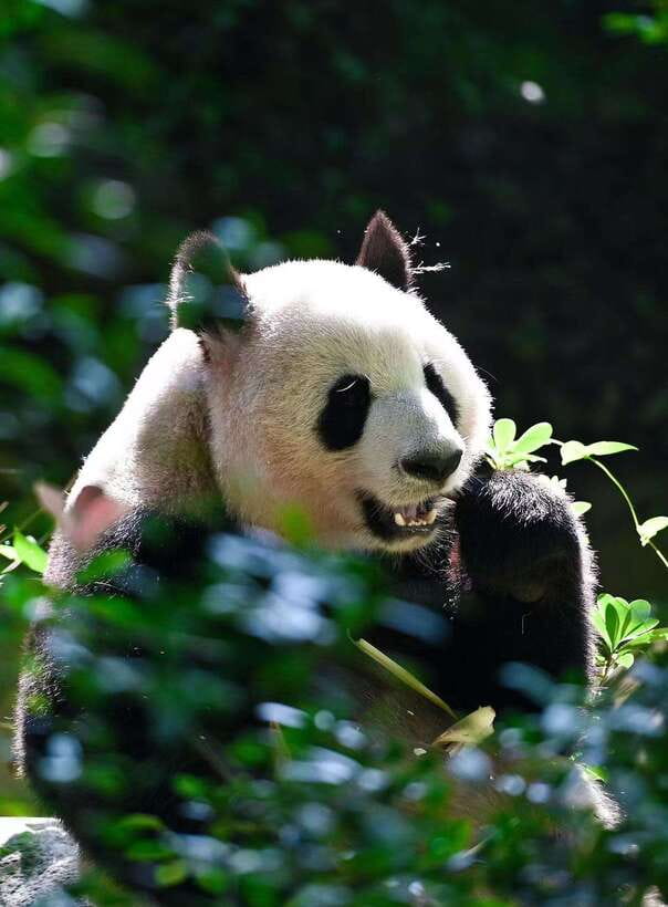 Chengdu: Panda Research Base Ticket or Private Transfer Tour - Is the $14 price good value?