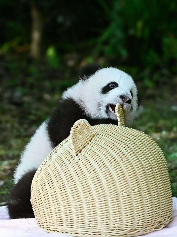 Chengdu: Panda Research Base Ticket or Private Transfer Tour - Choosing between a ticket and private transfer