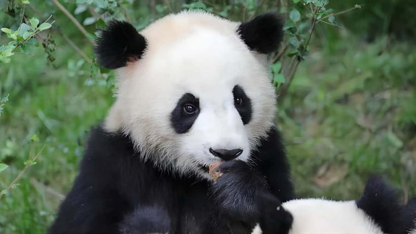 Chengdu: Panda Research Base Ticket or Volunteer Day Trip - Who gets the best value from this experience?