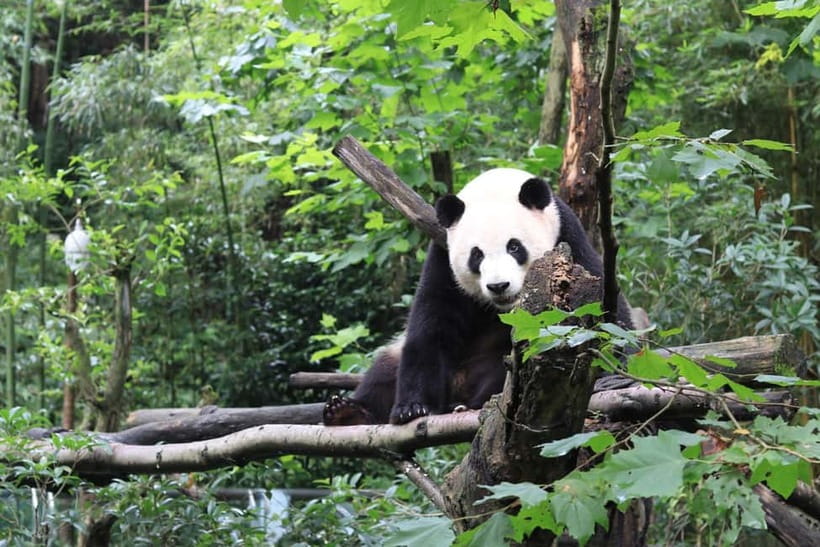 Chengdu: Panda Research Base Ticket or Volunteer Day Trip - The passport check needs care
