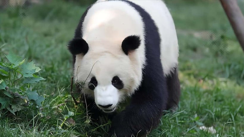 Chengdu: Panda Research Base Ticket or Volunteer Day Trip - Making panda cakes with keepers