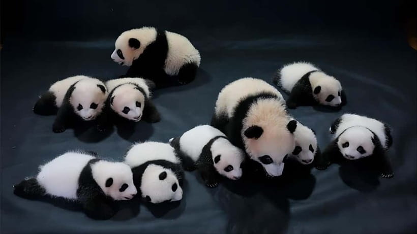 Chengdu: Panda Research Base Ticket or Volunteer Day Trip - Panda Planet after dark, or in a dark room