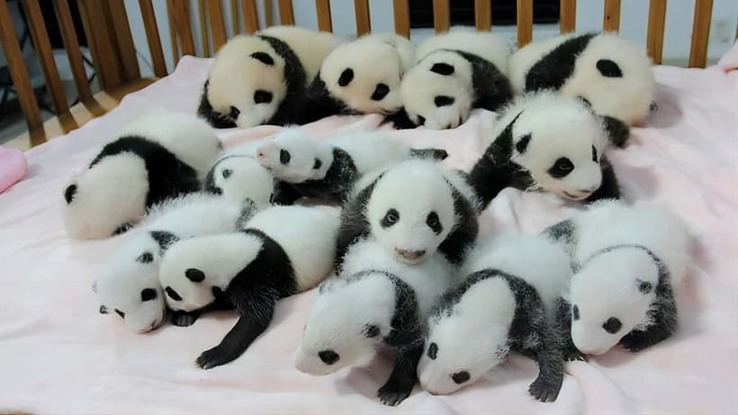 Chengdu: Panda Research Base Ticket or Volunteer Day Trip - Crowds, heat, and the practical side of the visit