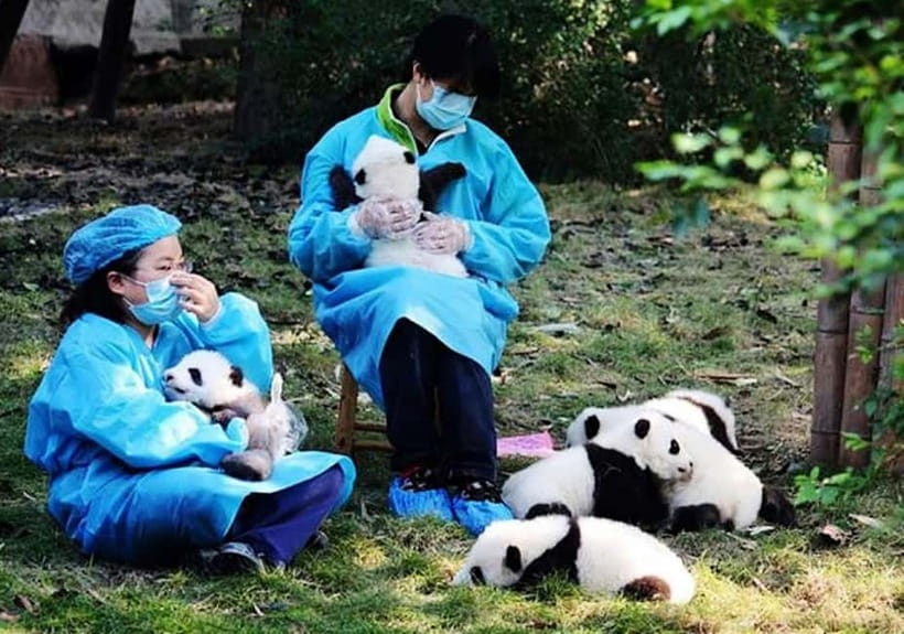 Chengdu: Panda Research Base Ticket or Volunteer Day Trip - Why the base is worth the early start