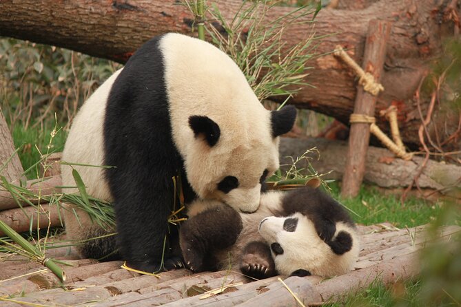 Chengdu Panda Research Base Tickets And Optional Private Tour - Why early morning makes such a difference