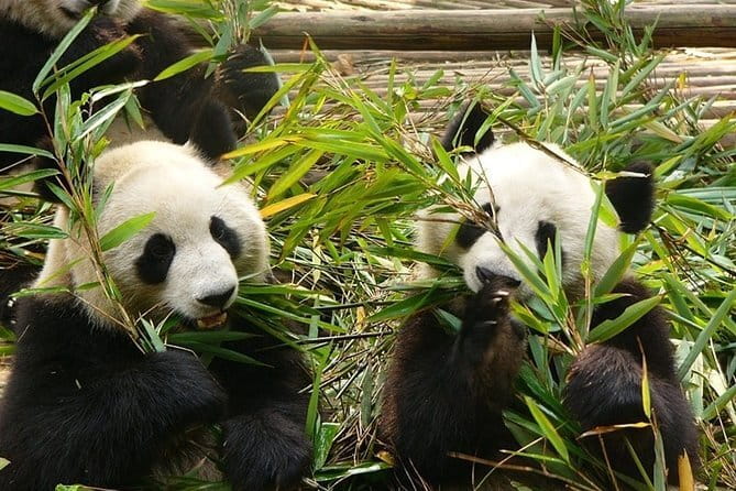 Chengdu Private Day Tour to Emei Mountain with Lunch and Cable Car Ride - Baoguo Temple, if the clock allows