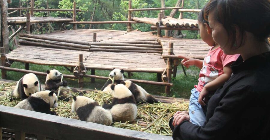Chengdu: Private Panda Base Tour with 80 Pandas - Why the Panda Base Is Chengdu’s Essential Stop