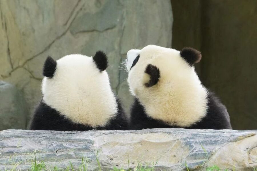 Chengdu: Private Panda Base Tour with 80 Pandas - Is $75 a Fair Price?