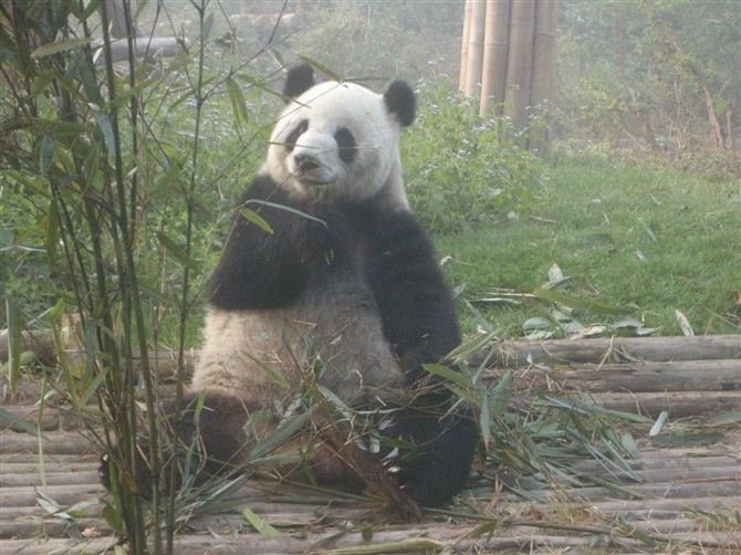 Chengdu: Private Panda Base Tour with 80 Pandas - Practical Tips for a Better Visit