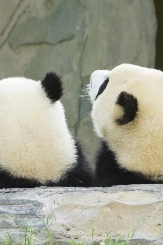 Chengdu: Private Panda Base Tour with 80 Pandas - The 7:30am Ride from Chengdu