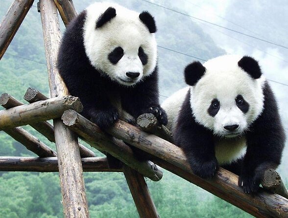 Chengdu Private Sightseeing Tour with Panda Breeding Center Visit - Five things to know before you book