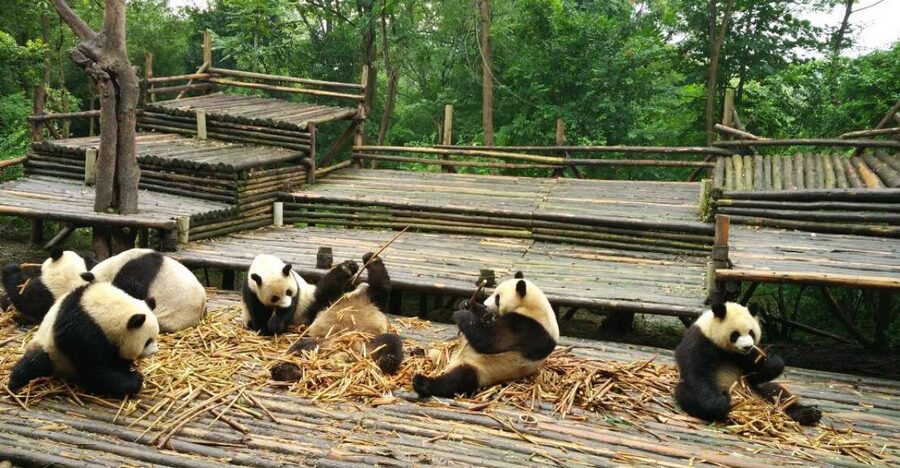 Chengdu Private Tour of Leshan Buddha and Panda Base - Key points to know before booking