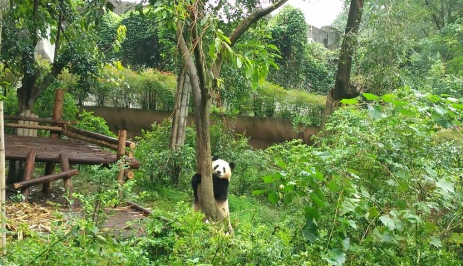 Chengdu Private Tour of Leshan Buddha and Panda Base - Final call: efficient, useful, and undeniably long