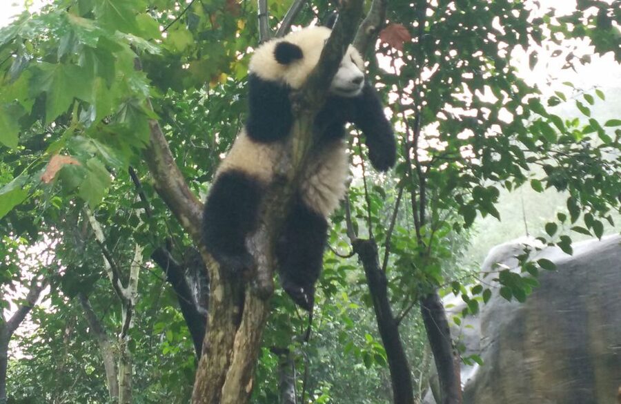 Chengdu Private Tour of Leshan Buddha and Panda Base - Why this one-day pairing works