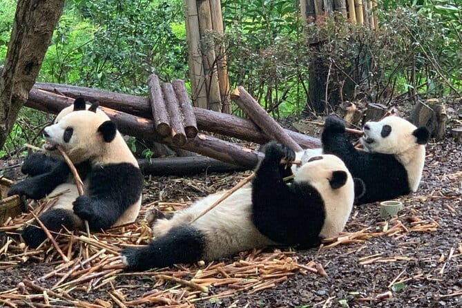 Chengdu Research Base of Giant Panda Breeding Ticket pre-booking - Key Points About the Chengdu Panda Base
